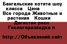 Бангальские котята шоу класса › Цена ­ 25 000 - Все города Животные и растения » Кошки   . Дагестан респ.,Геологоразведка п.